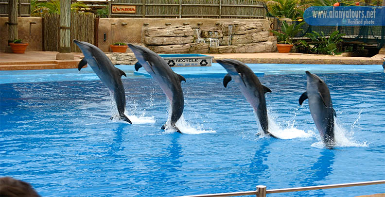 dolphin show