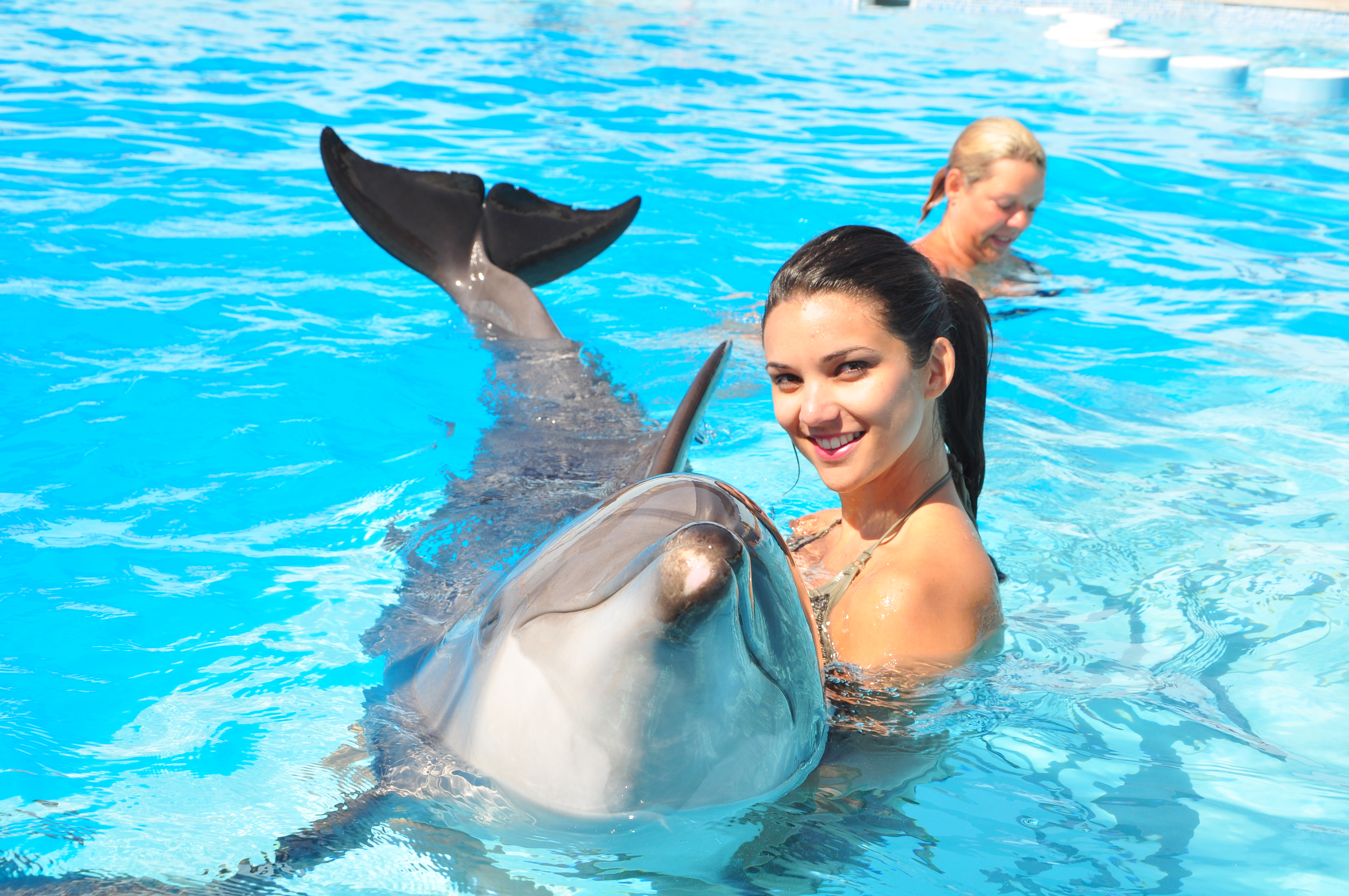 Swimming with Dolphins in Alanya gallery 3
