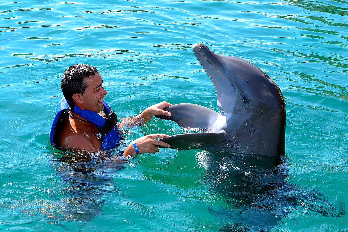 Swimming with Dolphins in Alanya gallery 7