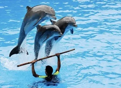 Alanya Dolphin Show