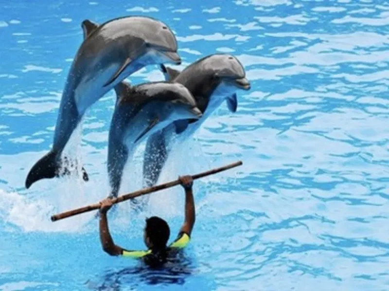 Alanyan delfiininäytös