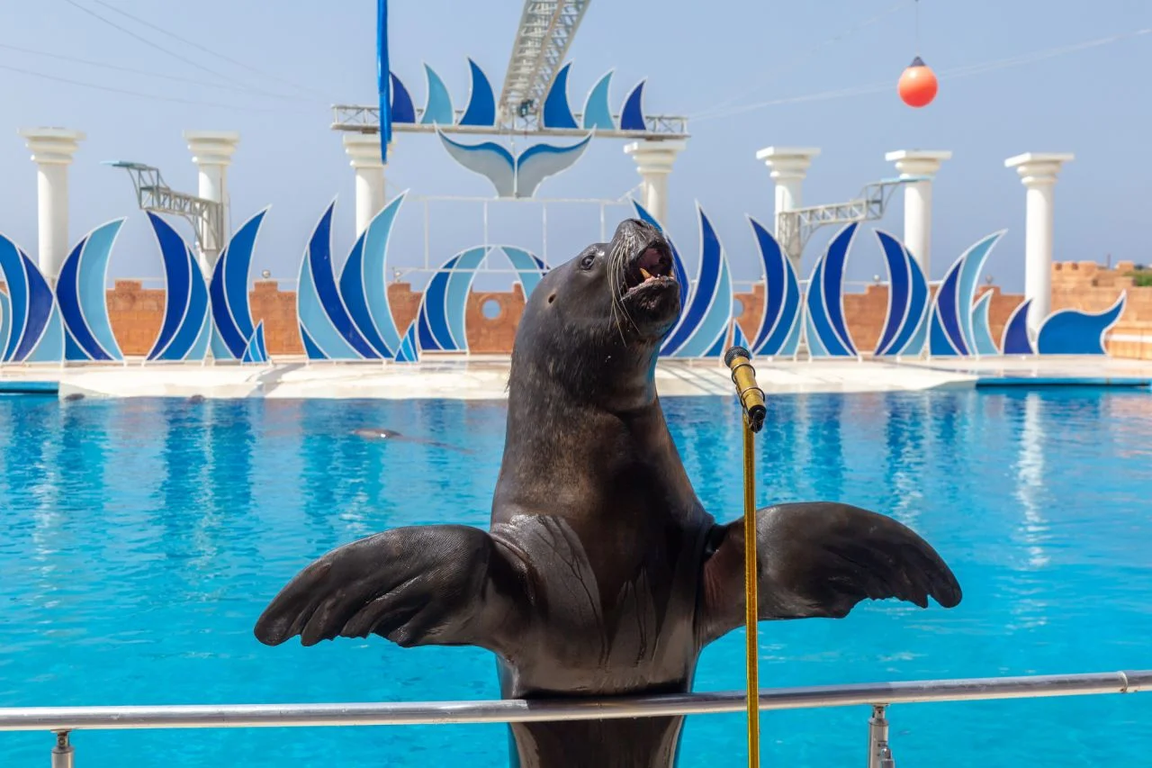 Alanya Dolphin Show gallery 3