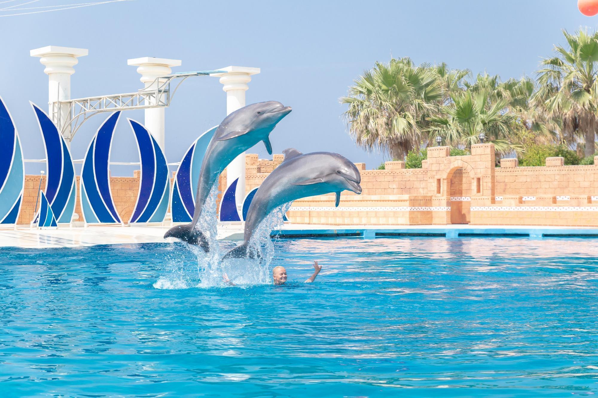 Alanya Dolphin Show gallery 4