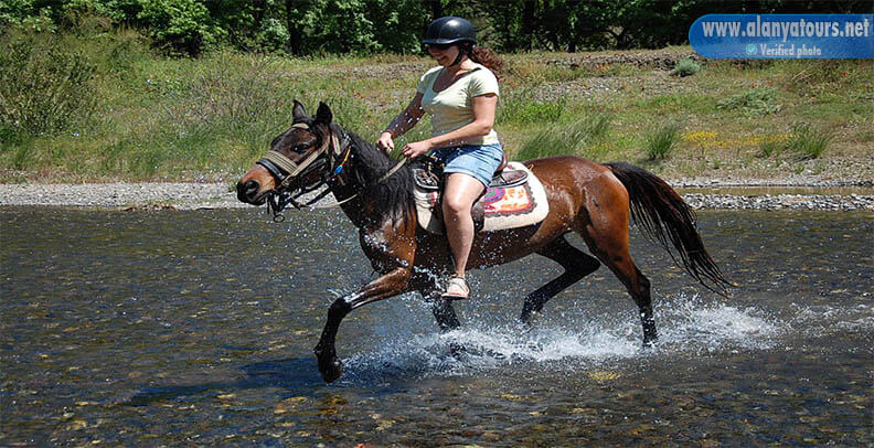 Horse Safari