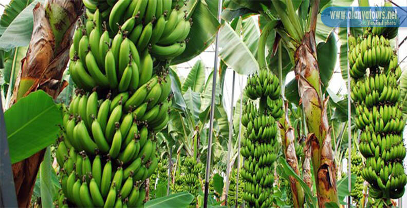 Anamur bananas garden