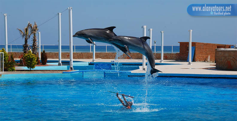 dolphin show