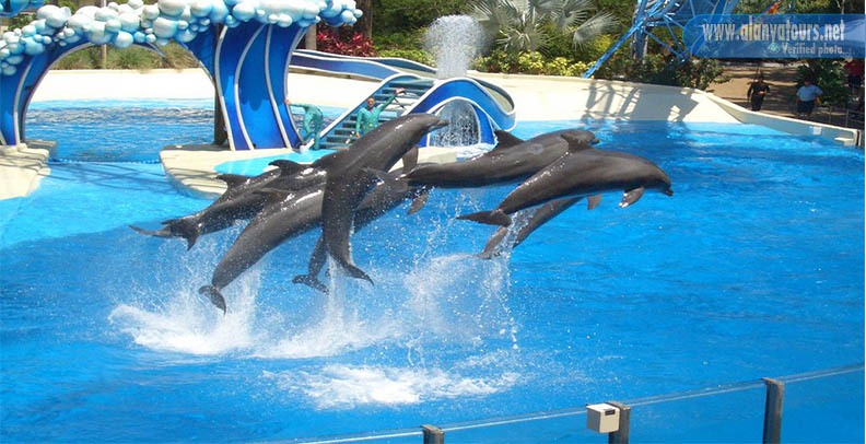 dolphin show