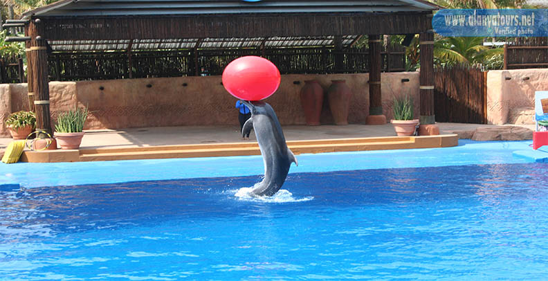 dolphin show