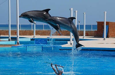 Dolphin Show